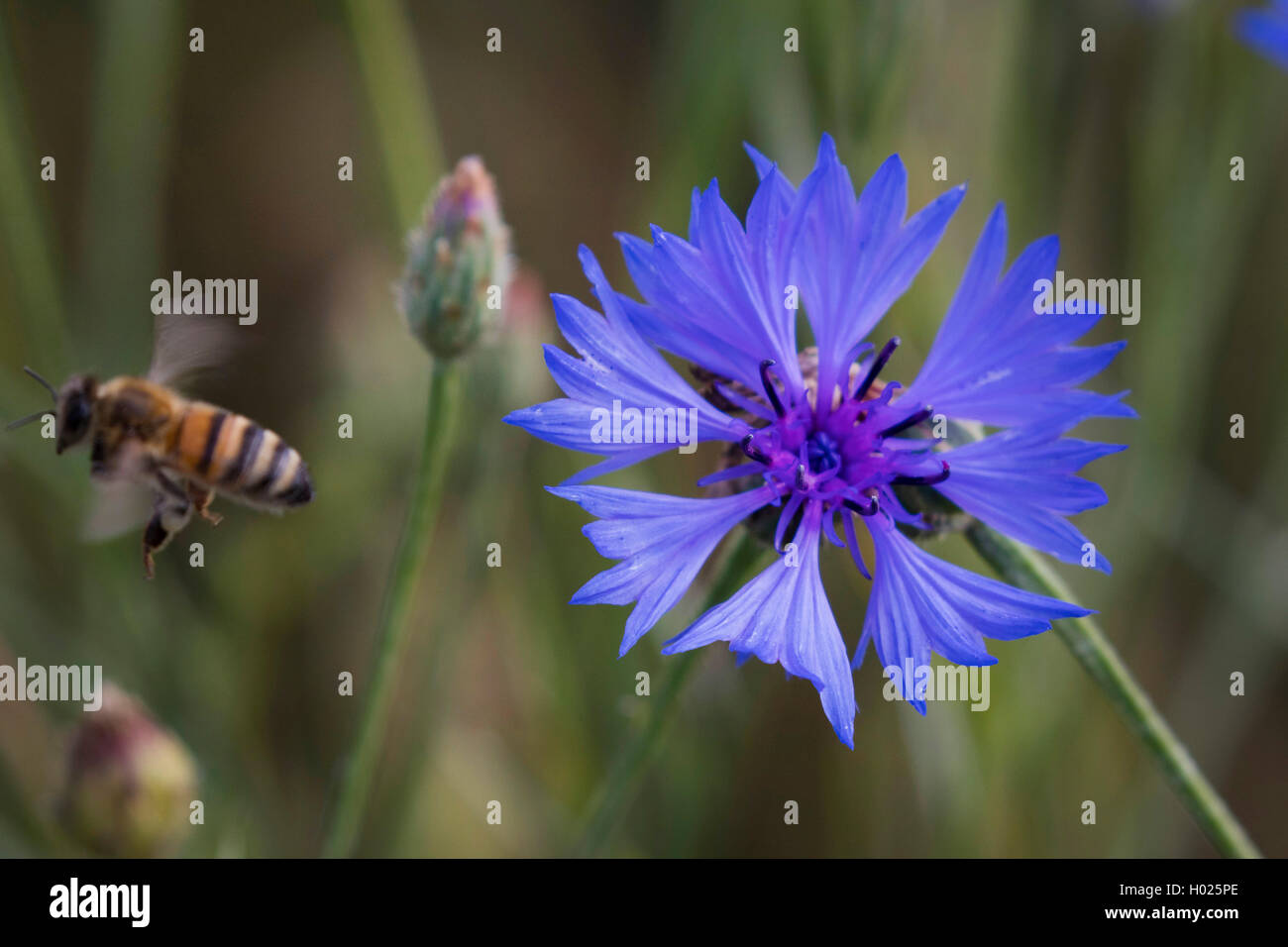Bouton de baccalauréat, bleue, le bleuet (Centaurea cyanus), Blossom honey bee, commençant avec l'Allemagne, la Bavière Banque D'Images