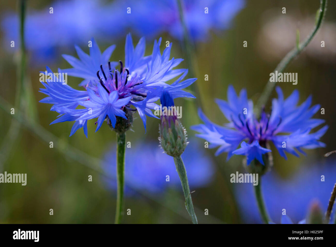 Bouton de baccalauréat, bleue, le bleuet (Centaurea cyanus), fleurs bleu, l'Allemagne, la Bavière Banque D'Images