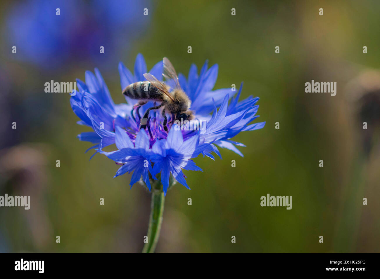 Bouton de baccalauréat, bleue, le bleuet (Centaurea cyanus), fleurs avec des abeilles, de l'Allemagne, la Bavière Banque D'Images