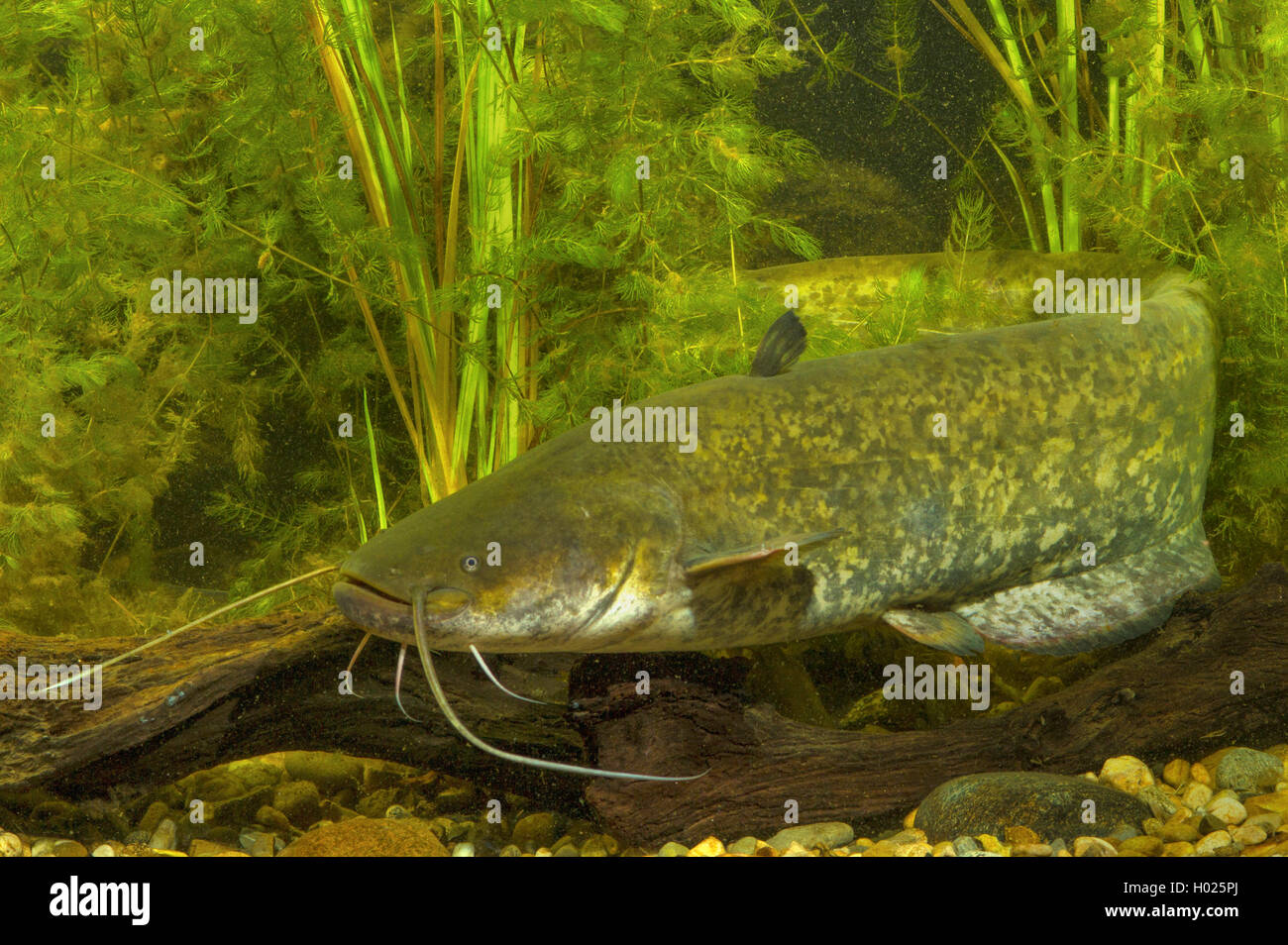 Le poisson-chat européen, Wels, sheatfish, silure (Silurus glanis), plus de bois mort entre les plantes de l'eau, de l'Allemagne Banque D'Images