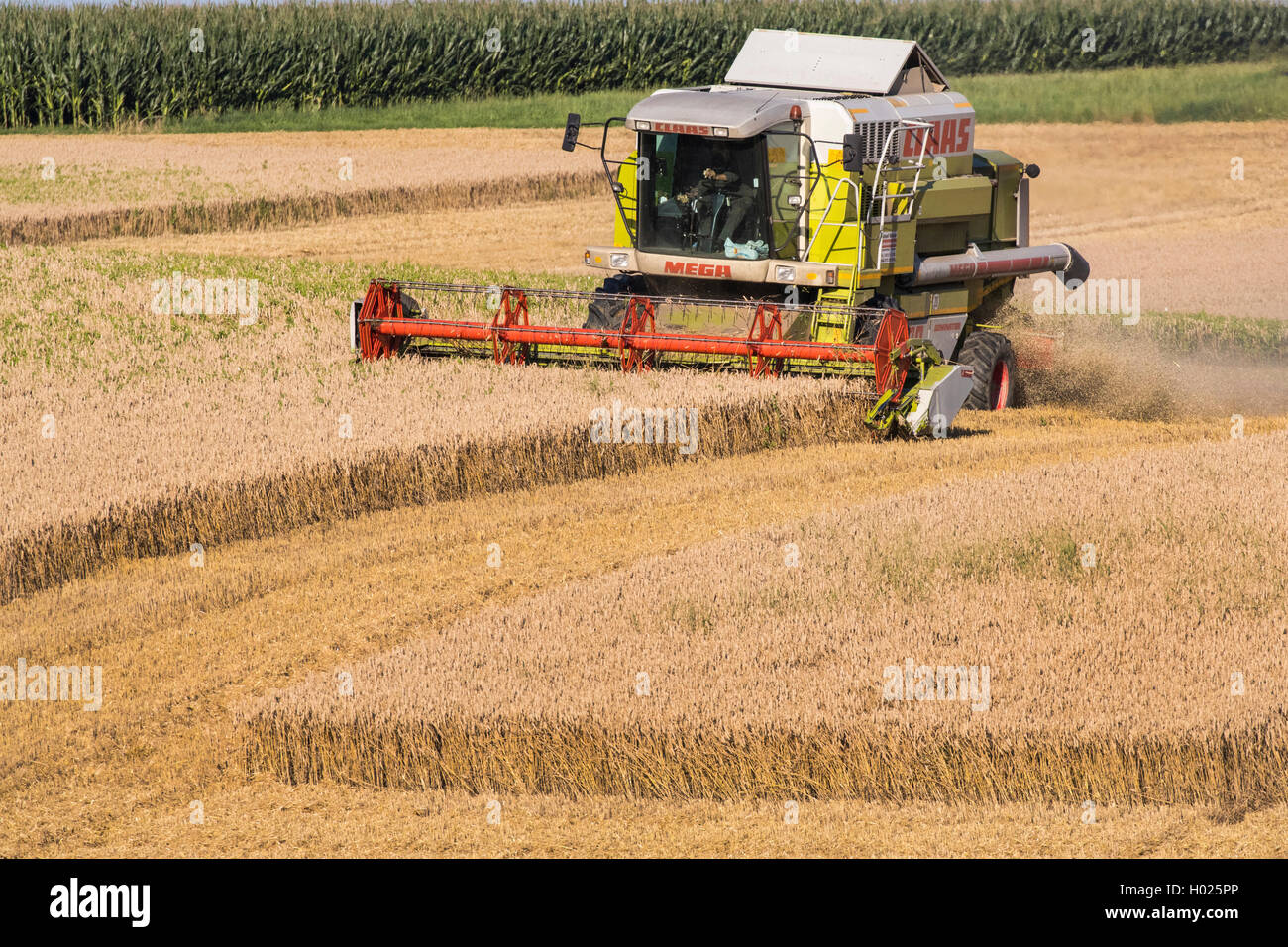 Le blé tendre, cultivé du blé (Triticum aestivum), champ de blé, la récolte avec une moissonneuse, Allemagne, Bavière, Isental Banque D'Images