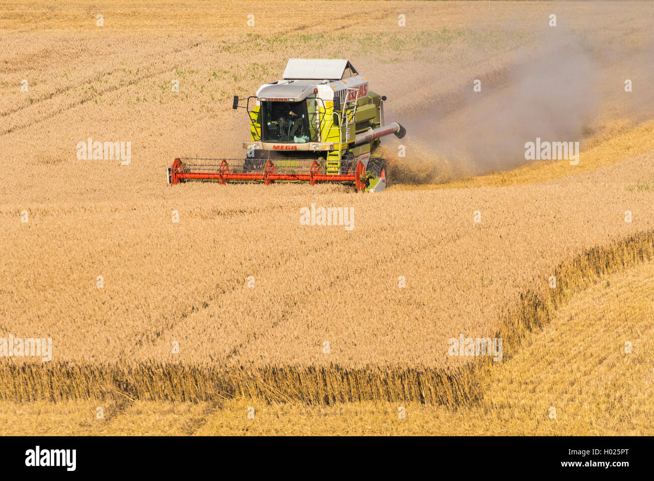 Le blé tendre, cultivé du blé (Triticum aestivum), champ de blé, la récolte avec une moissonneuse, Allemagne, Bavière, Isental Banque D'Images