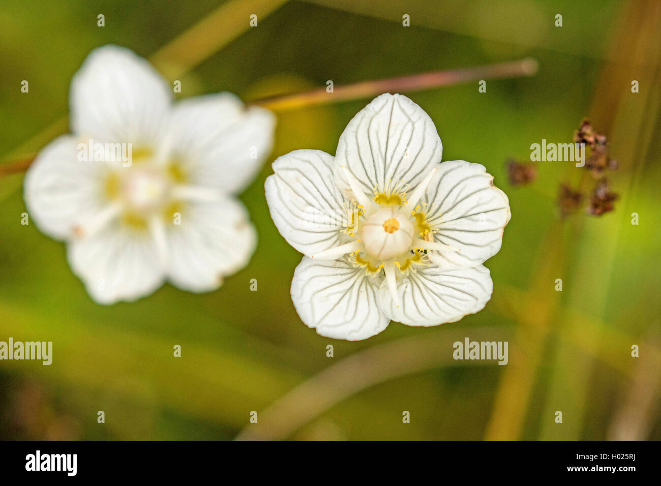Marsh grass-de-parnassus (Parnassia palustris), de fleurs blanches, de l'Allemagne, la Bavière Banque D'Images