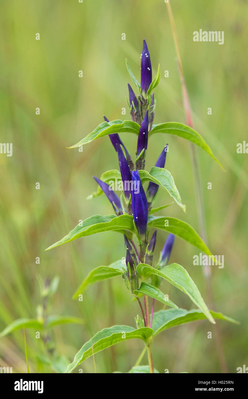 Schwalbenwurz-Enzian Schwalbenwurzenzian Kreuzwurz, Blaue, (Gentiana asclepiadea), Blueten mit Eiern des Lungenenzian-Ameisenbla Banque D'Images