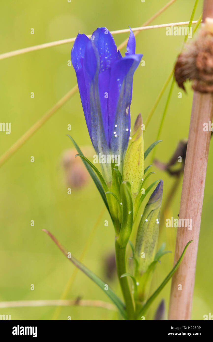 Lungen-Enzian Lungenenzian (Gentiana pneumonanthe,), Bluete mit Eiern des Lungenenzian-Ameisenblaeuling, Deutschland, Bayern, St Banque D'Images