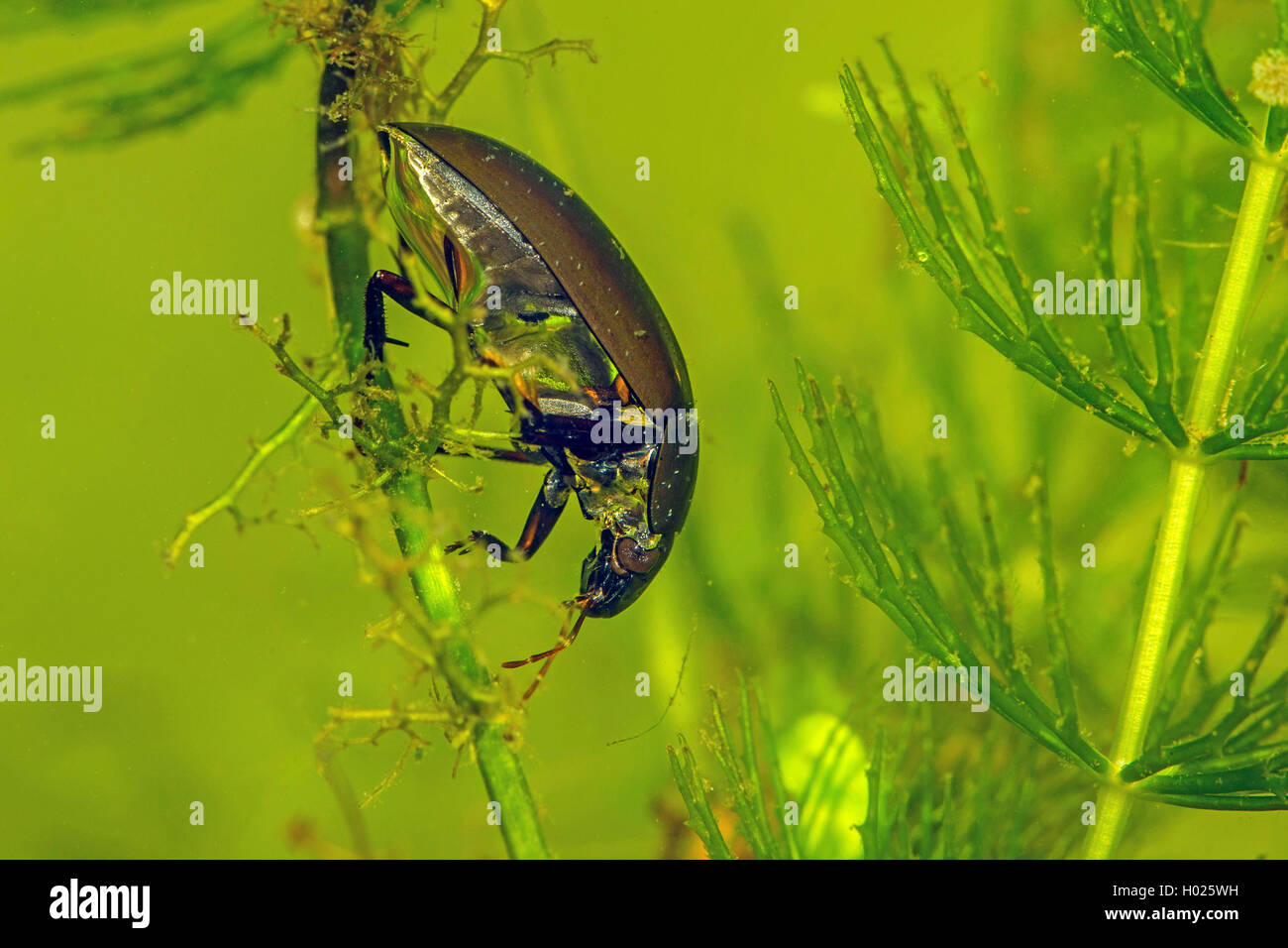 L'eau noire moindre coléoptère, moindre de l'eau d'argent, le moindre argent beetle (Hydrochara caraboides), assis à une usine de traitement de l'eau sous l'eau, de l'Allemagne Banque D'Images