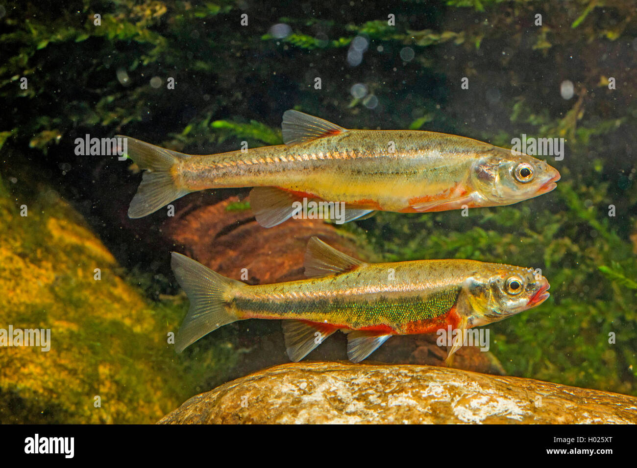 D'argent, d'Eurasie (Phoxinus phoxinus), paire dans l'accouplement anthocyanées, Allemagne Banque D'Images