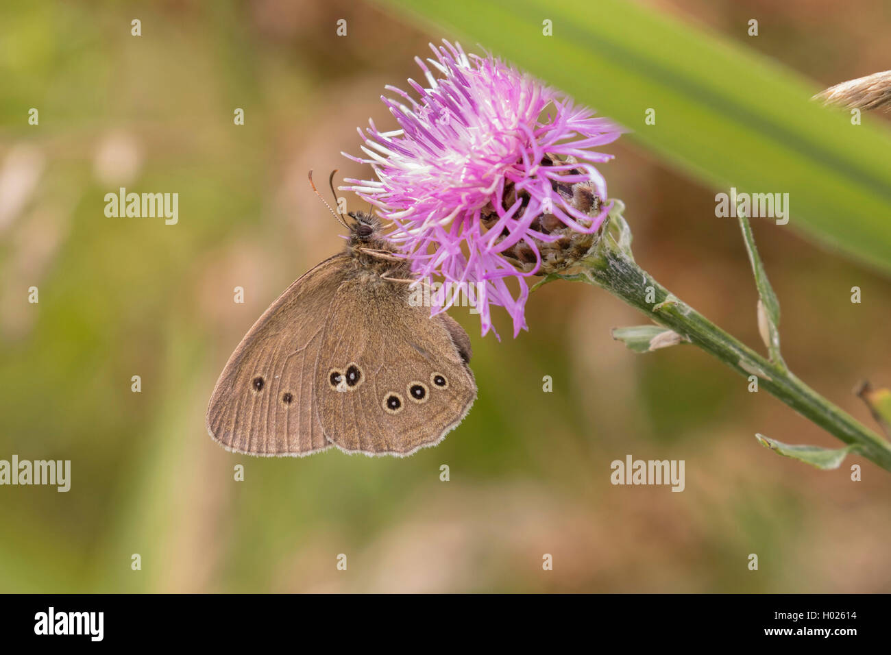 Brauner Waldvogel, Schornsteinfeger (Aphantopus hyperantus) Wiesenflockenblume , Weibchen, auf Deutschland, Bayern | ringlet (Ap Banque D'Images