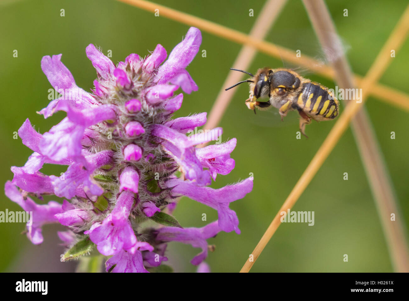 Petite anthid bee, cardeur de laine (Rhodanthidium siculum, le siculum), volant à Purple betony, Germany Banque D'Images