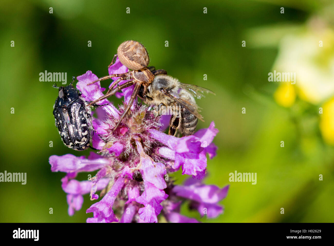 Les araignées crabes (Thomisidae), pris avec des abeilles, Germany Banque D'Images