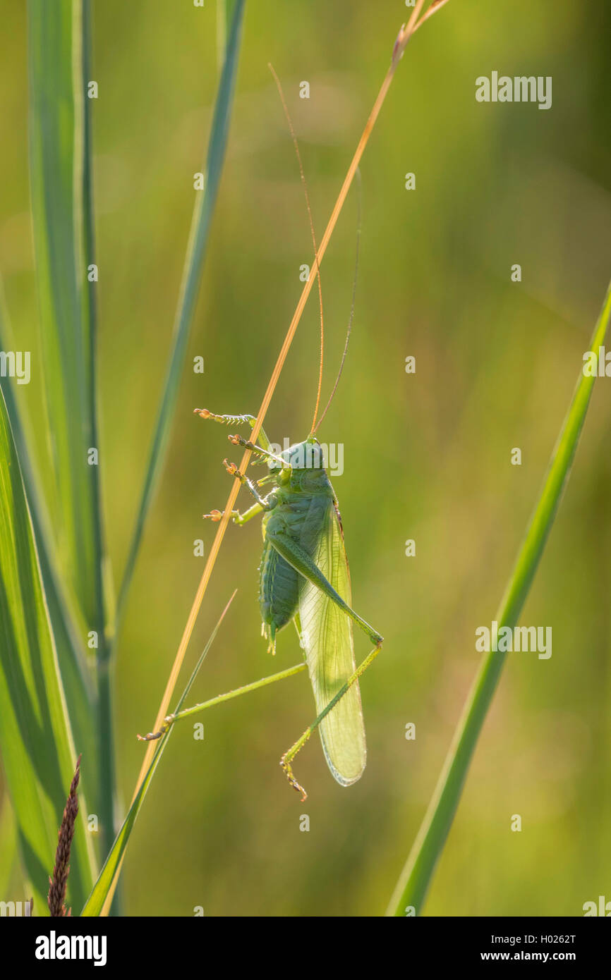 Grand Green Bush-Cricket, Green Bush-Cricket (Tettigonia viridissima), homme en contre-jour, en Allemagne, en Bavière, Isental Banque D'Images