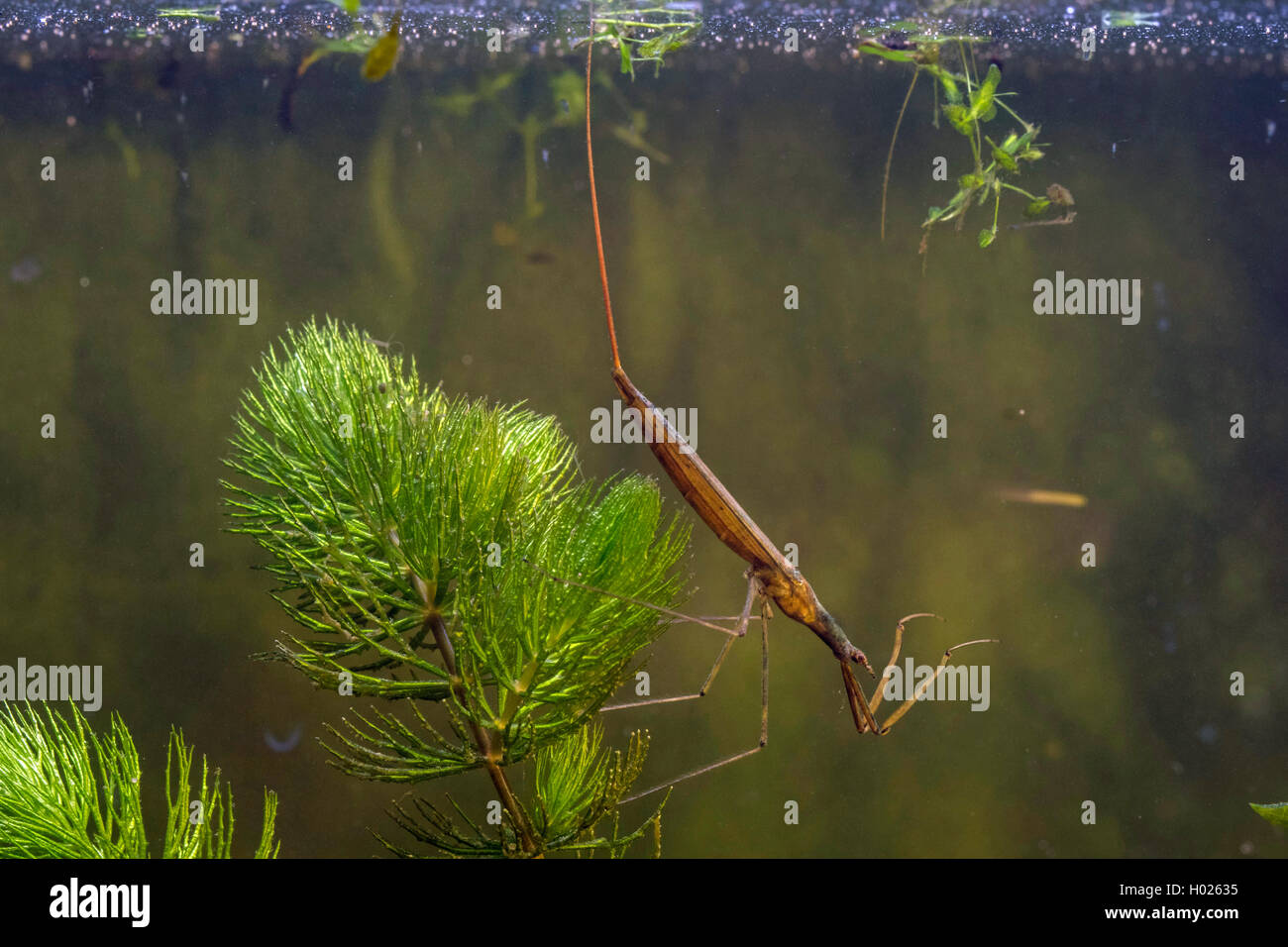 Phasme de l'eau, l'eau, corps de Scorpion aiguille chez Ranatra linearis (Bug), taling souffle avec son tube respiratoire, Allemagne Banque D'Images