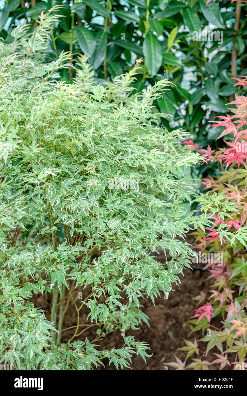 L'érable japonais (Acer palmatum 'Butterfly', Acer palmatum Butterfly), le cultivar Papillon, ALLEMAGNE, Basse-Saxe Banque D'Images