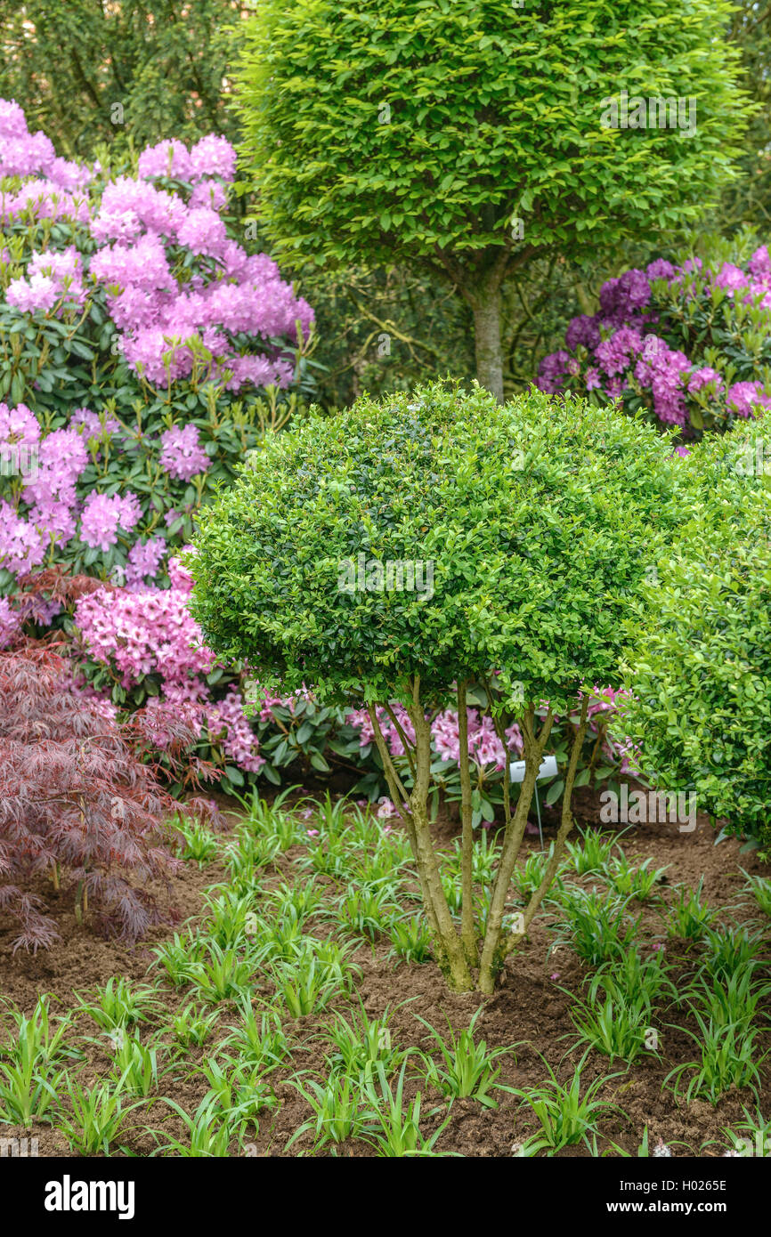 Common box, le buis (Buxus sempervirens var. arborescens), Bonsaif orm, ALLEMAGNE, Basse-Saxe Banque D'Images