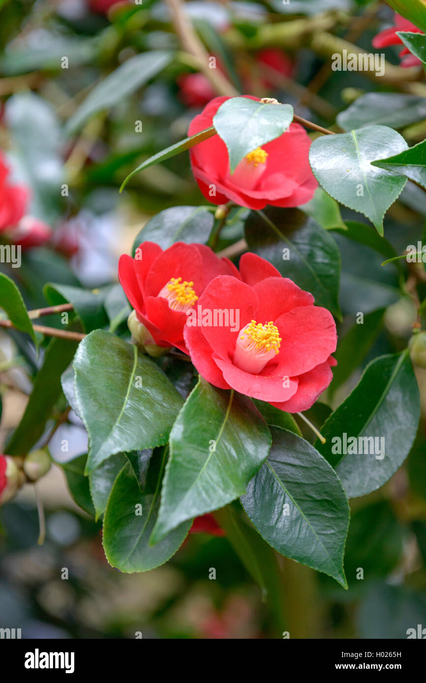 Japanese camellia (Camellia japonica 'Nishinomiya', Camellia japonica cultivar Nishinomiya Nishinomiya), Banque D'Images