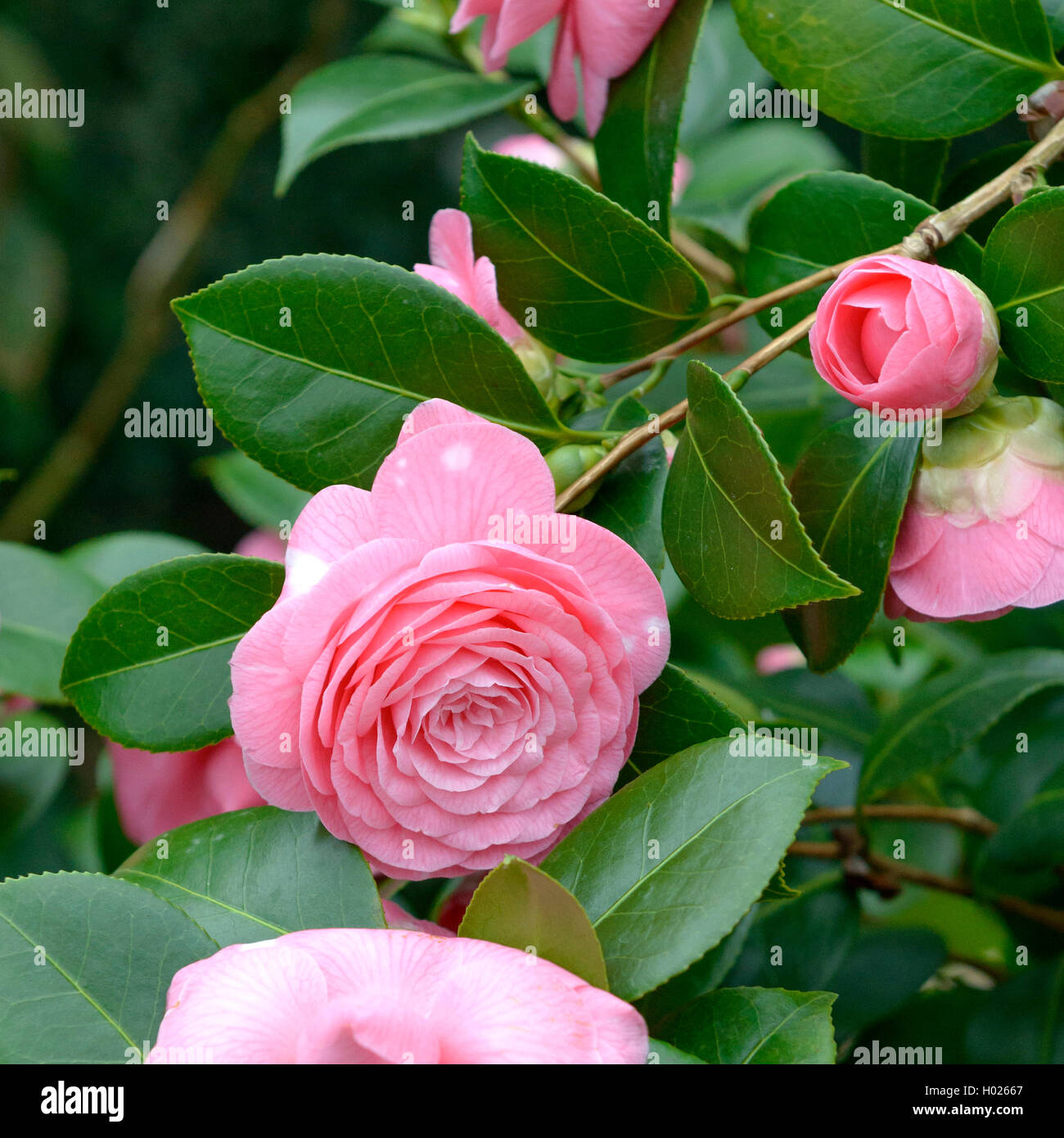 Japanese camellia (Camellia japonica 'Saccoi', Camellia japonica cultivar Saccoi Saccoi), Banque D'Images