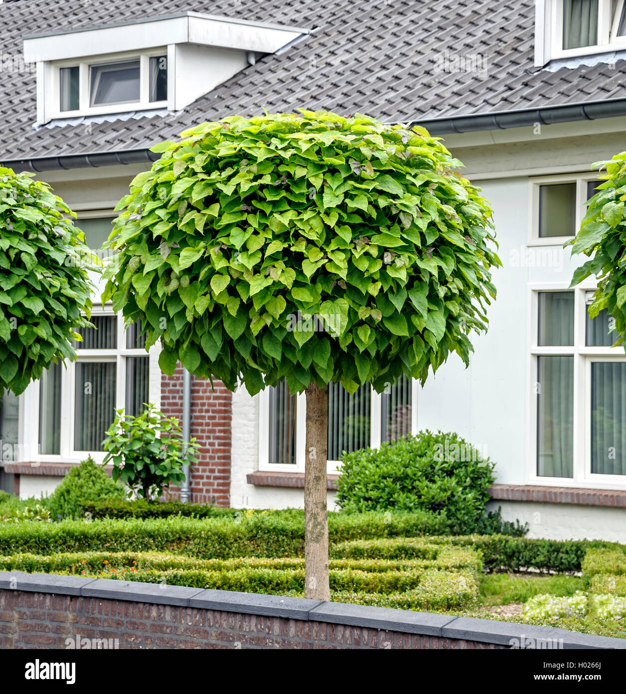 Haricot indien (arbre Catalpa bignonioides 'Nana' Catalpa bignonioides Nana), le cultivar Nana, Pays-Bas Banque D'Images