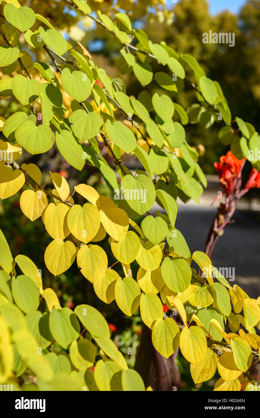 Arbre katsura (Cercidiphyllum japonicum), de la direction générale à l'automne Banque D'Images