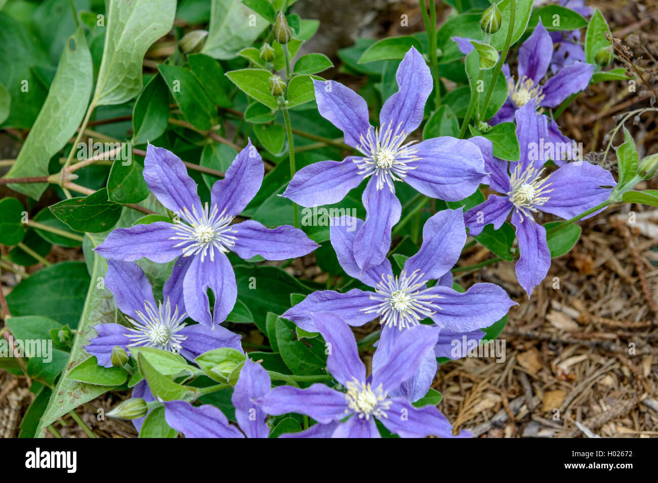 Clématites, de vierges-Bower (Clematis 'Arabella', clématite Arabella), le cultivar Arabella Banque D'Images