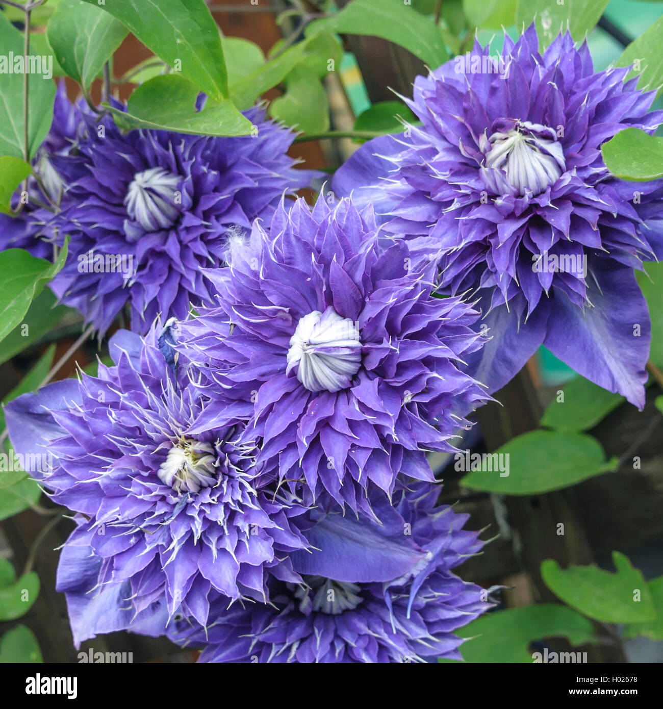 Clématites, de vierges-Bower (Clematis 'Multi Blue' Clematis, bleu), le cultivar Multi Bleu Multi Banque D'Images
