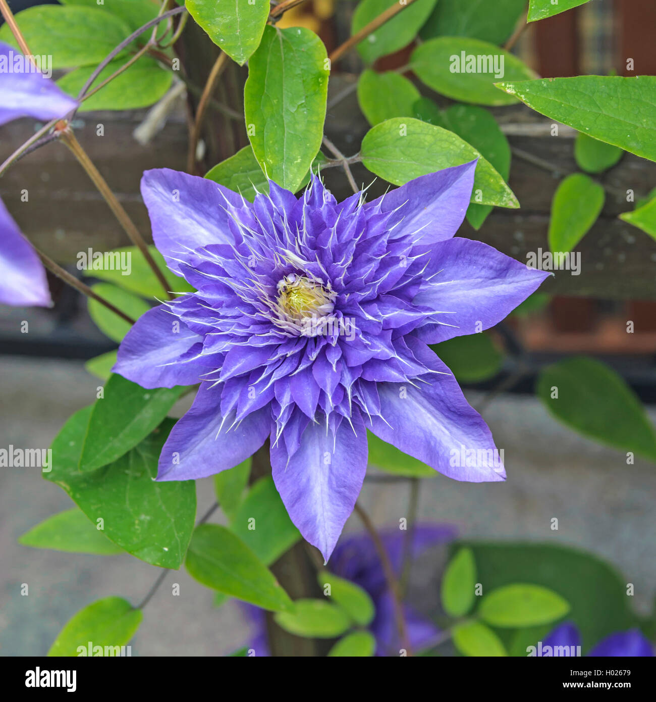 Clématites, de vierges-Bower (Clematis 'Multi Blue' Clematis, bleu), le cultivar Multi Bleu Multi Banque D'Images