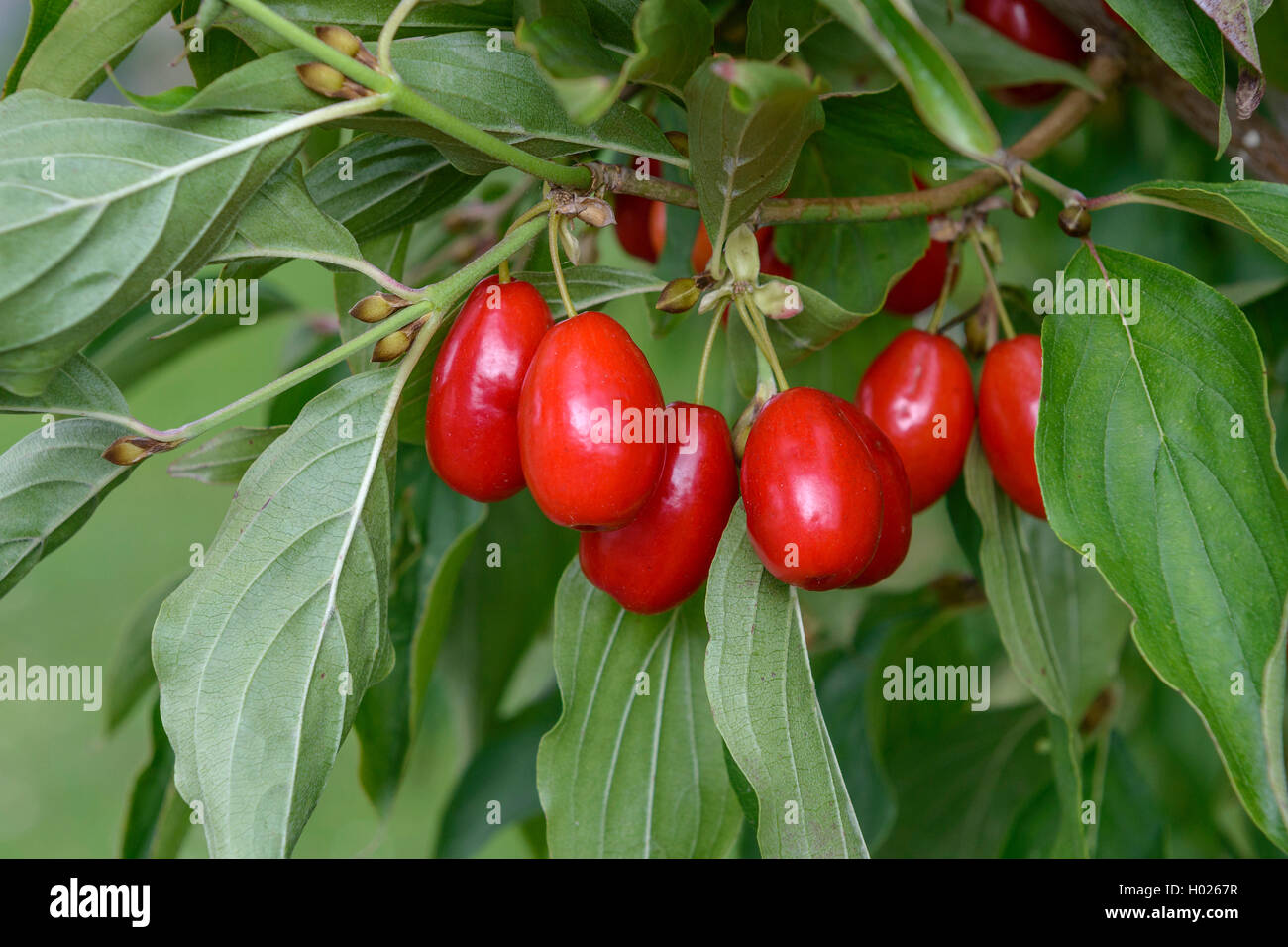 Bois de cerisier en cornaline (Cornus mas 'Jolico Jolico', Cornus mas), le cultivar Jolico, Allemagne, Saxe Banque D'Images