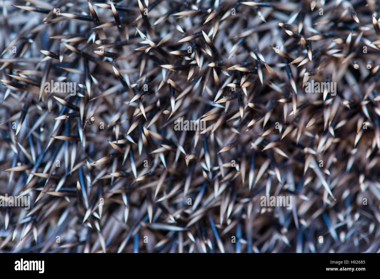 Europaeischer Igel, Westeuropaeischer Westigel West-Igel Igel,,, Braunbrustigel Braunbrust-Igel (Erinaceus europaeus,), Nahaufna Banque D'Images