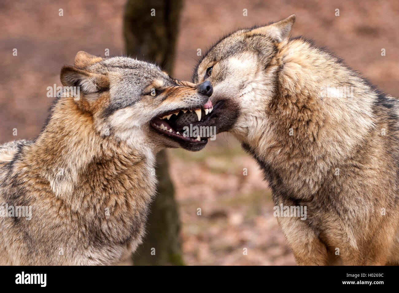 Two wolves mating Banque de photographies et d’images à haute — free download