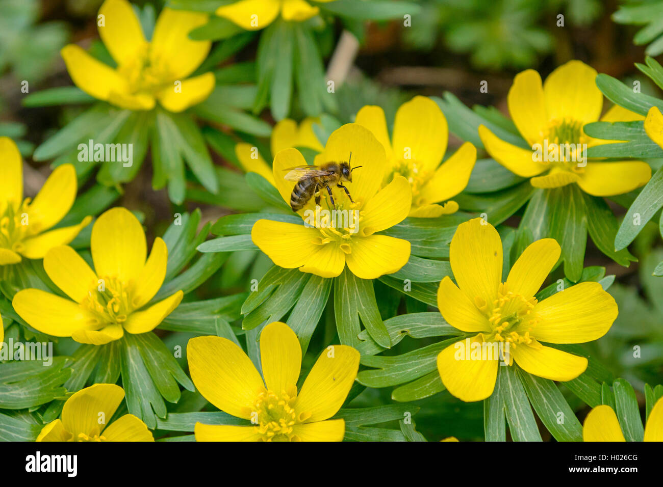 Aconit d'hiver (Eranthis hyemalis), fleurs avec bee, Allemagne Banque D'Images