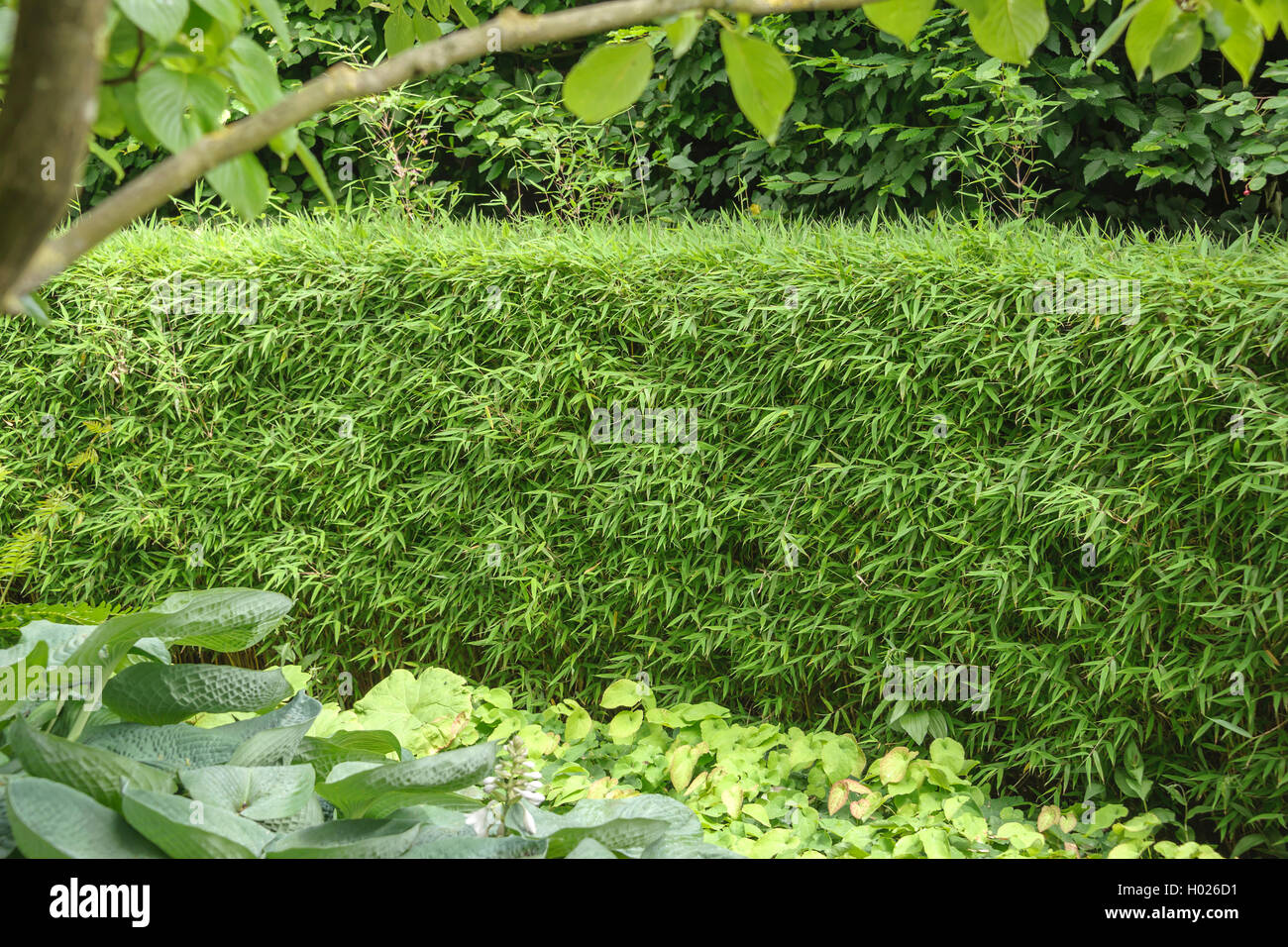 Le Fargesia murieliae bambou ('Super jumbo", le Fargesia murieliae Super Jumbo), le cultivar Super Jumbo Banque D'Images