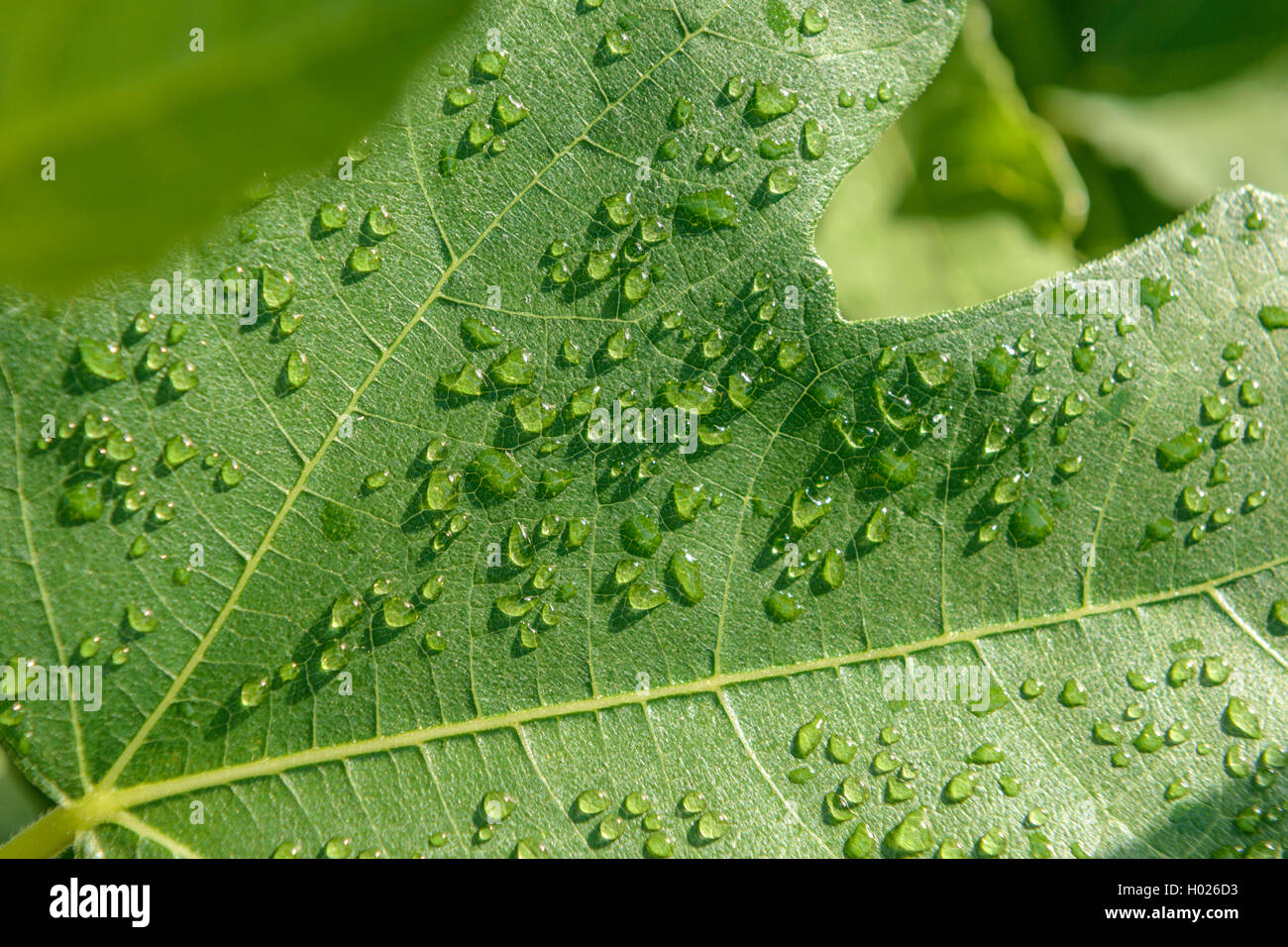 Edible fig, Common fig, Figtree (Ficus carica), la goutte d'eau sur une feuille de vigne Banque D'Images