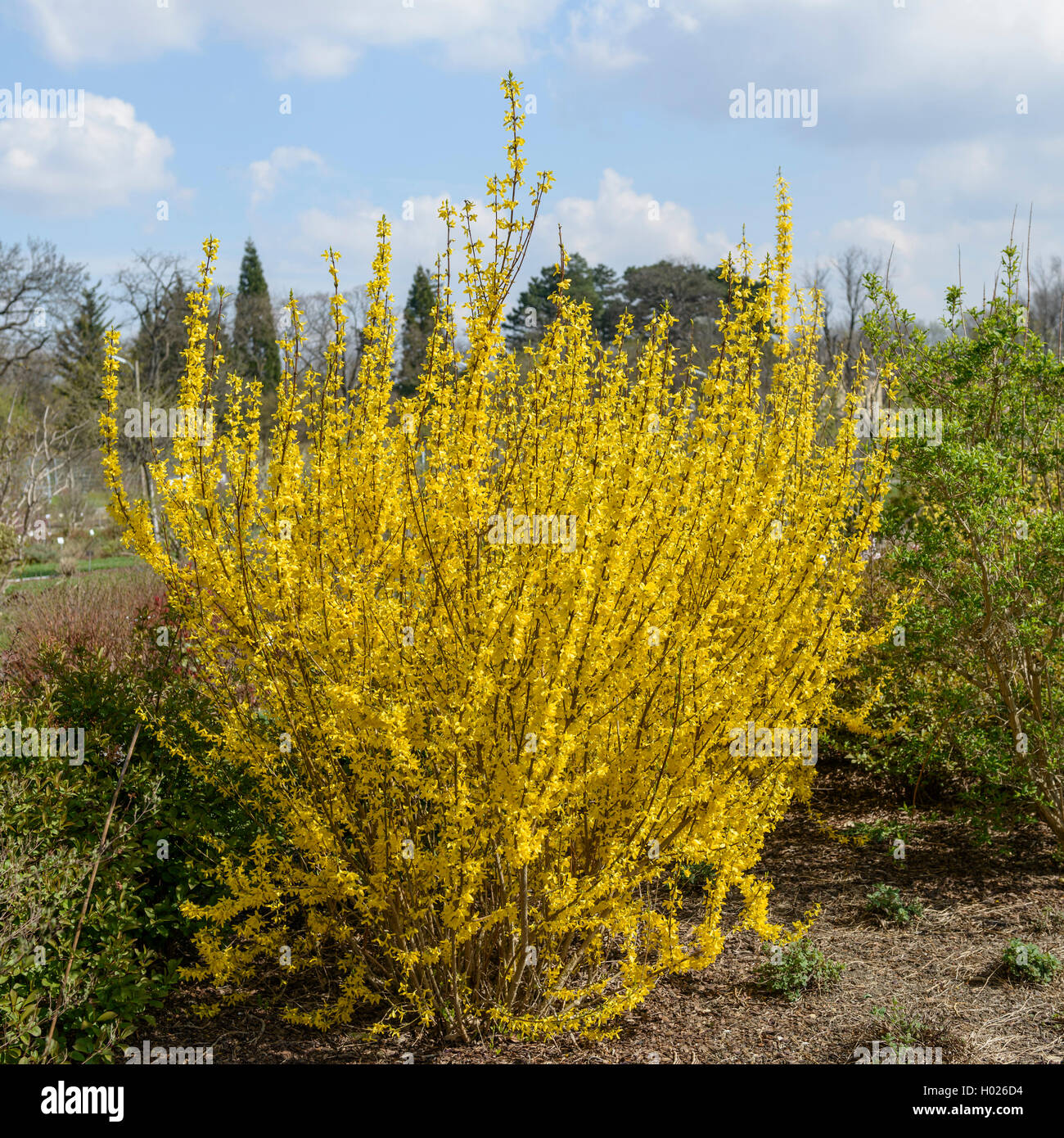 Forsythia (Forsythia 'commun' elisa, Forsythia Melisa), le cultivar Melisa Banque D'Images