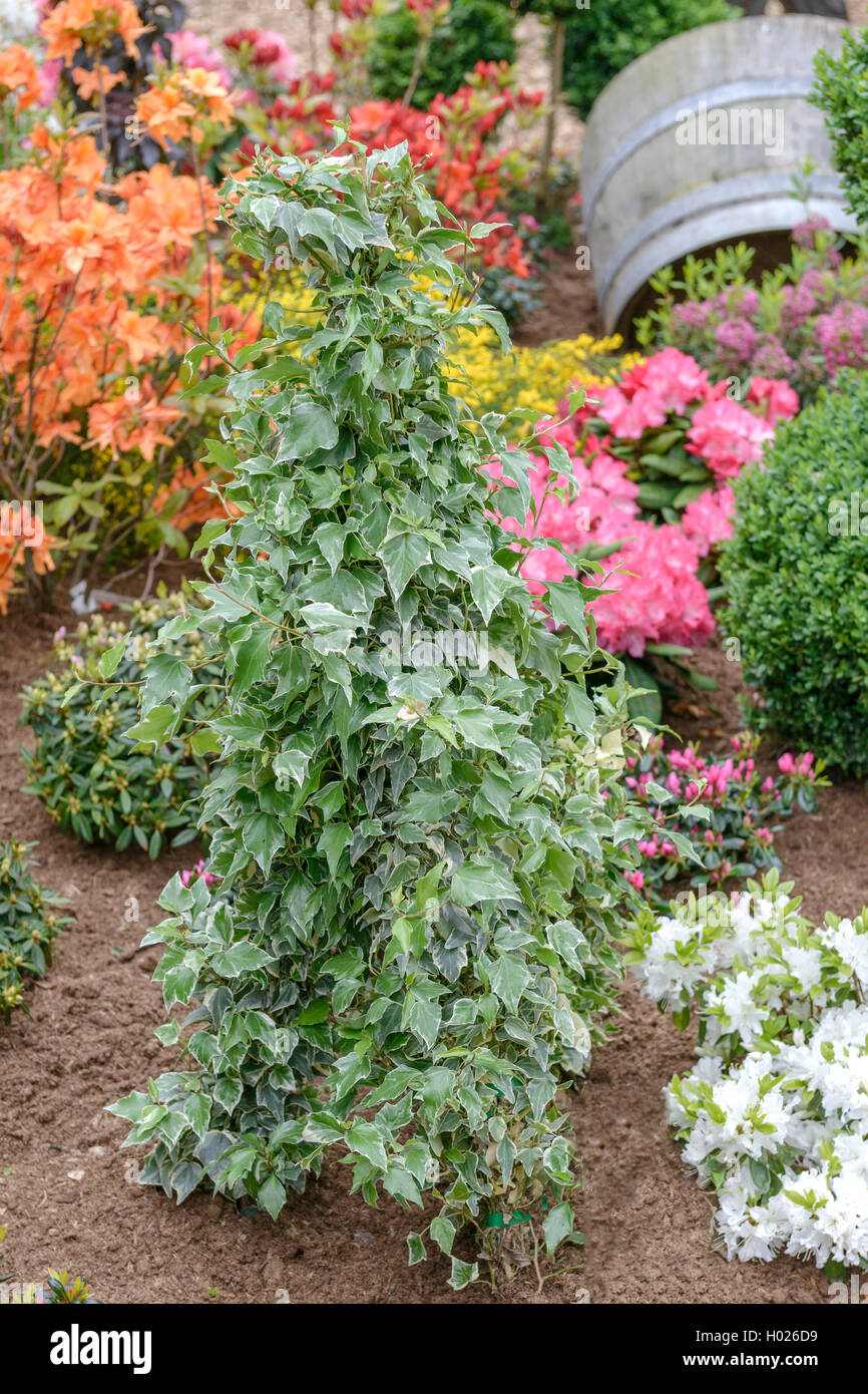 Le lierre, lierre (Hedera helix 'Glacier', Hedera helix), Glacier Glacier cultivar Banque D'Images