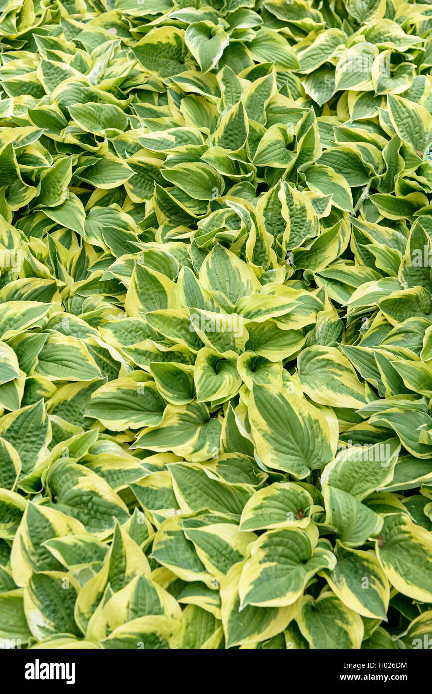 Hosta (Hosta 'Wide Brim' Hosta, large bord), le cultivar large bord Banque D'Images