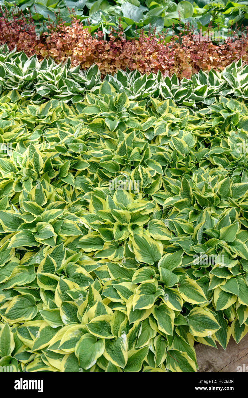 Hosta (Hosta 'Wide Brim' Hosta, large bord), le cultivar large bord Banque D'Images