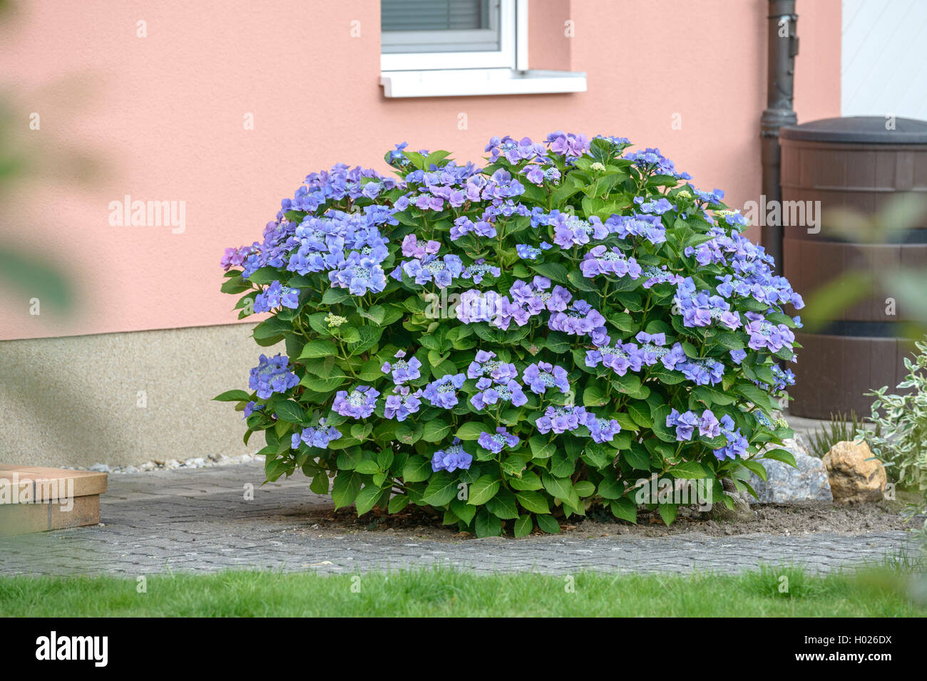 Hortensia jardin dentelle, cap hortensia (Hydrangea macrophylla 'Blaumeise', Hydrangea macrophylla Blaumeise), le cultivar Blaumeise, Allemagne Banque D'Images
