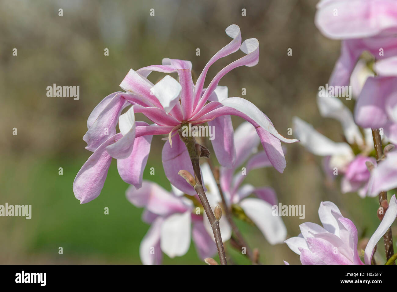 Magnolia (Magnolia x loebneri 'Leonard Messel', Magnolia x loebneri Leonard Messel), le cultivar Leonard Messel Banque D'Images