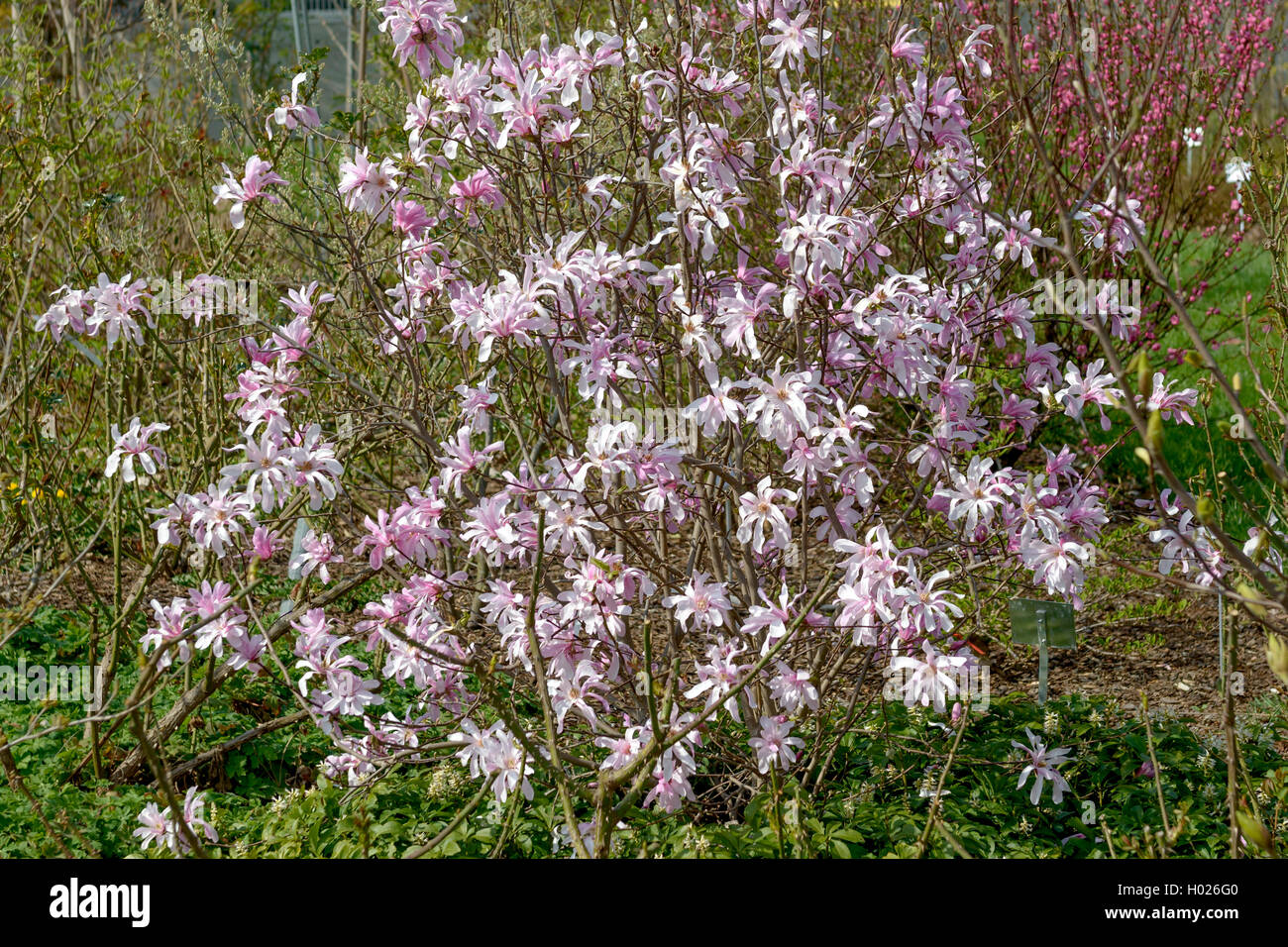 Magnolia (Magnolia x loebneri 'Leonard Messel', Magnolia x loebneri Leonard Messel), le cultivar Leonard Messel Banque D'Images