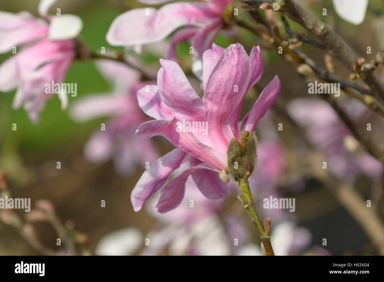Magnolia (Magnolia x loebneri 'Leonard Messel', Magnolia x loebneri Leonard Messel), le cultivar Leonard Messel Banque D'Images