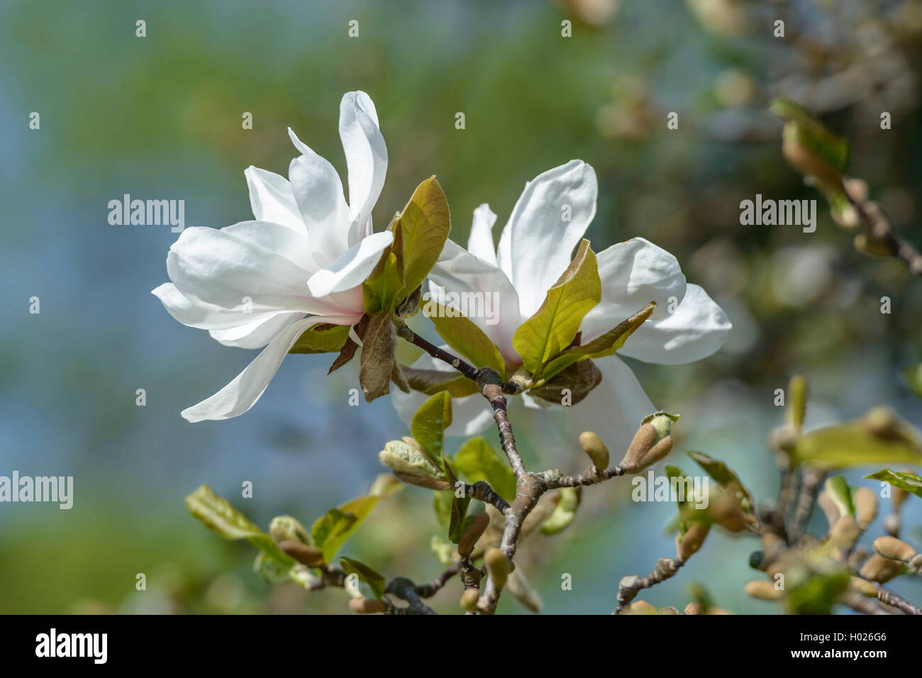 Magnolia (Magnolia x loebneri Merrill, Magnolia x loebneri Merrill), le cultivar Merrill Banque D'Images