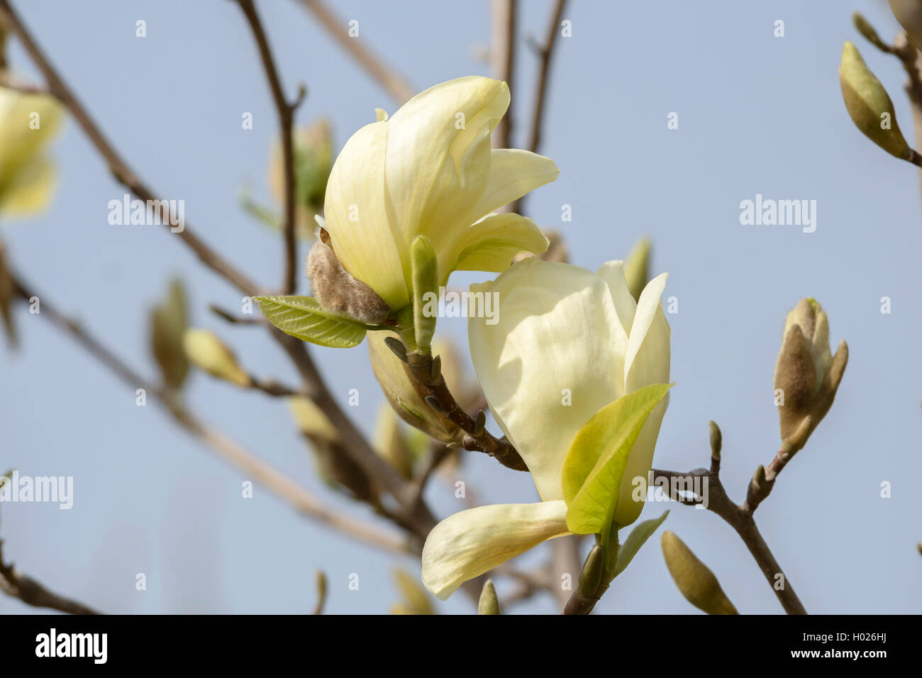 Arbre généalogique Lily, Yulan (Magnolia denudata 'Yellow River', Magnolia denudata fleuve Jaune), le cultivar Fleuve Jaune Banque D'Images