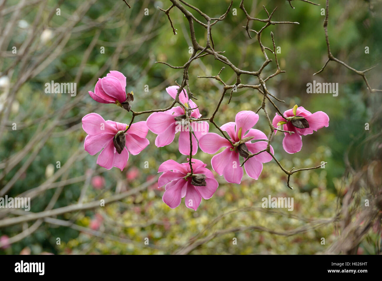 Magnolia (Magnolia sprengeri var. diva, Magnolia sprengeri diva), var. diva Banque D'Images