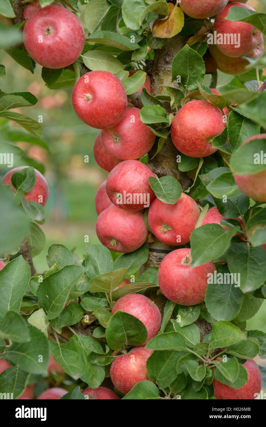 Apple (Malus domestica 'Campanilo» Primo, Malus domestica) Campanilo Campanilo Primo, le cultivar Primo Banque D'Images