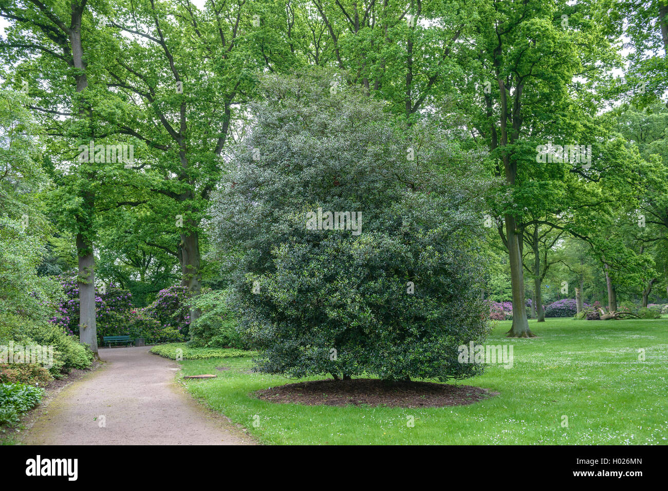 (Osmanthus Osmanthus heterophyllus), dans un parc, l'Allemagne, Bremen Banque D'Images