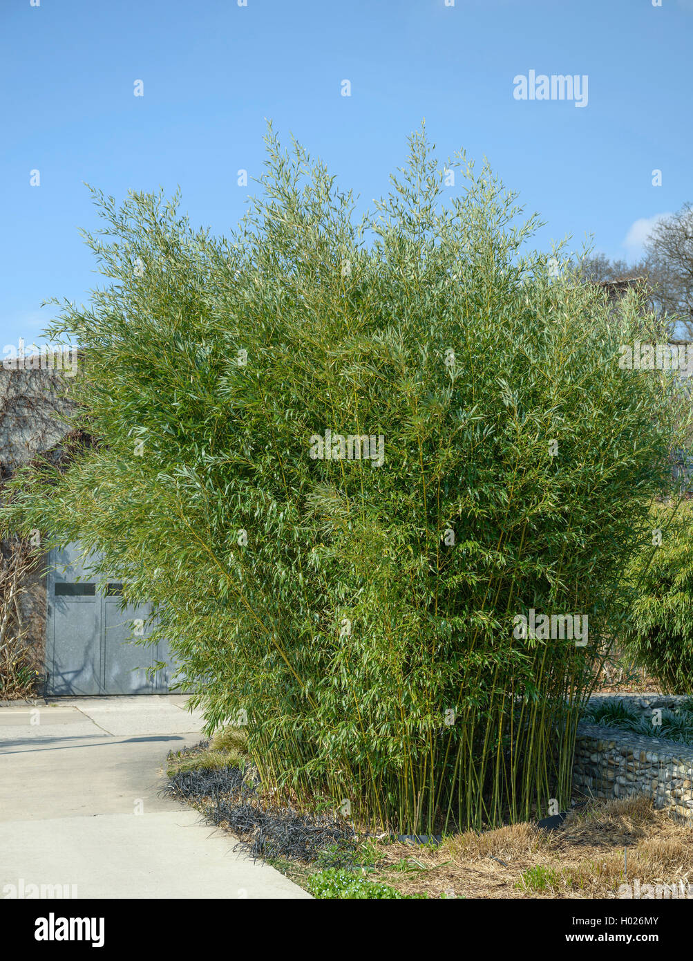 Bambou (Phyllostachys bissetii) Banque D'Images