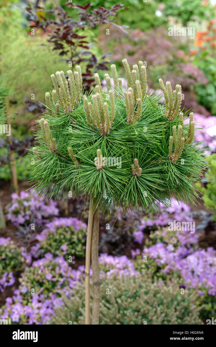 Le pin rouge du Japon (Pinus densiflora 'Basse' Pinus densiflora, Bougies), faible lueur faible cultivar Banque D'Images