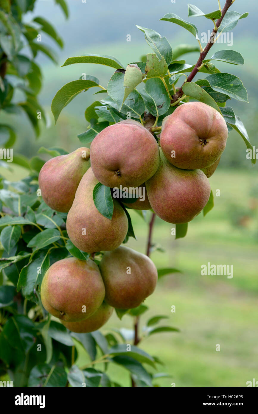 Poirier commun (Pyrus communis 'Dlogiciels ecora', Pyrus communis), le cultivar Decora Decora Banque D'Images