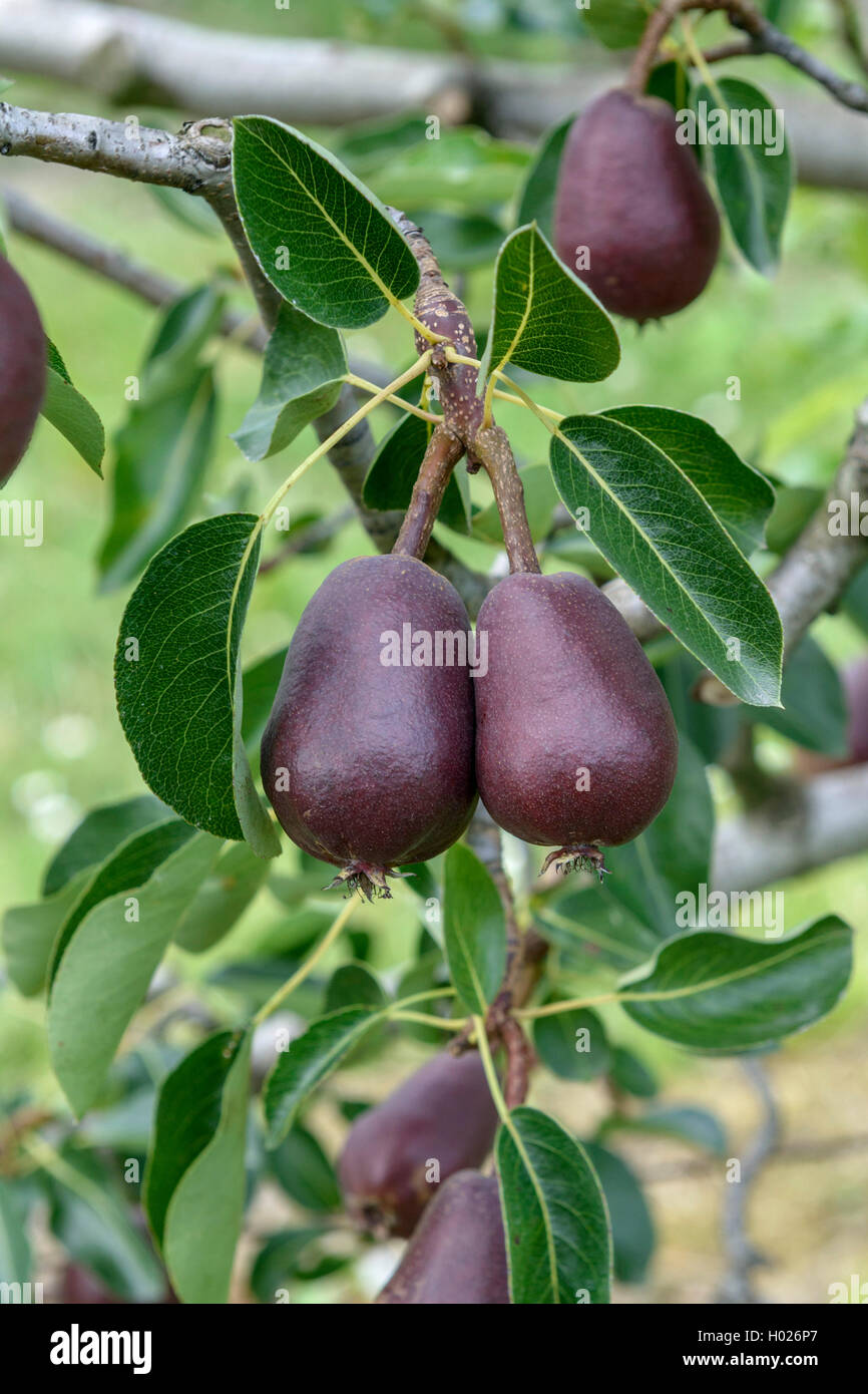 Poirier commun (Pyrus communis 'Lombacad Lombacad', Pyrus communis), le cultivar Lombacad Banque D'Images