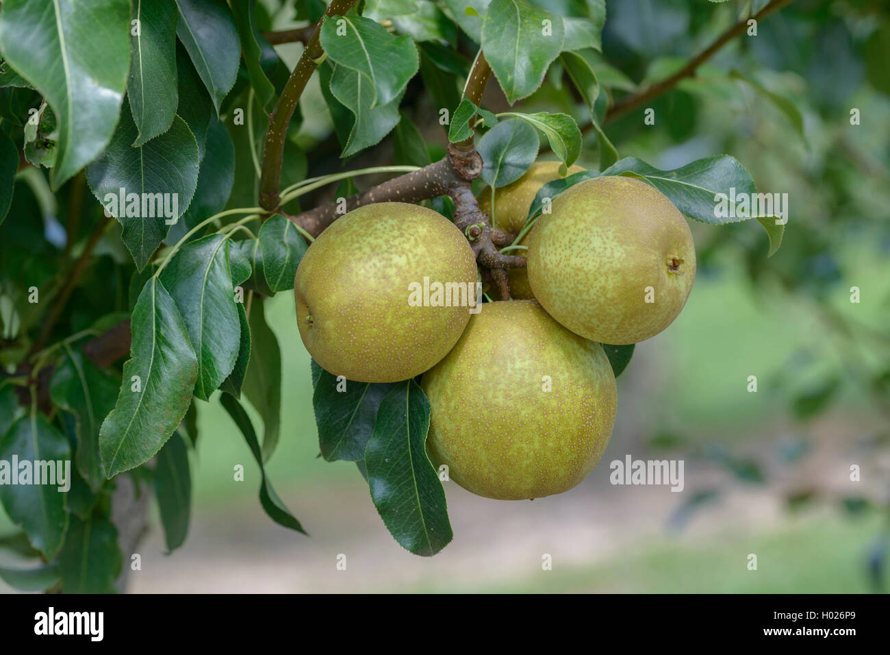 Poirier commun (Pyrus communis 'Benita', Pyrus communis Benita), le cultivar Benita Banque D'Images