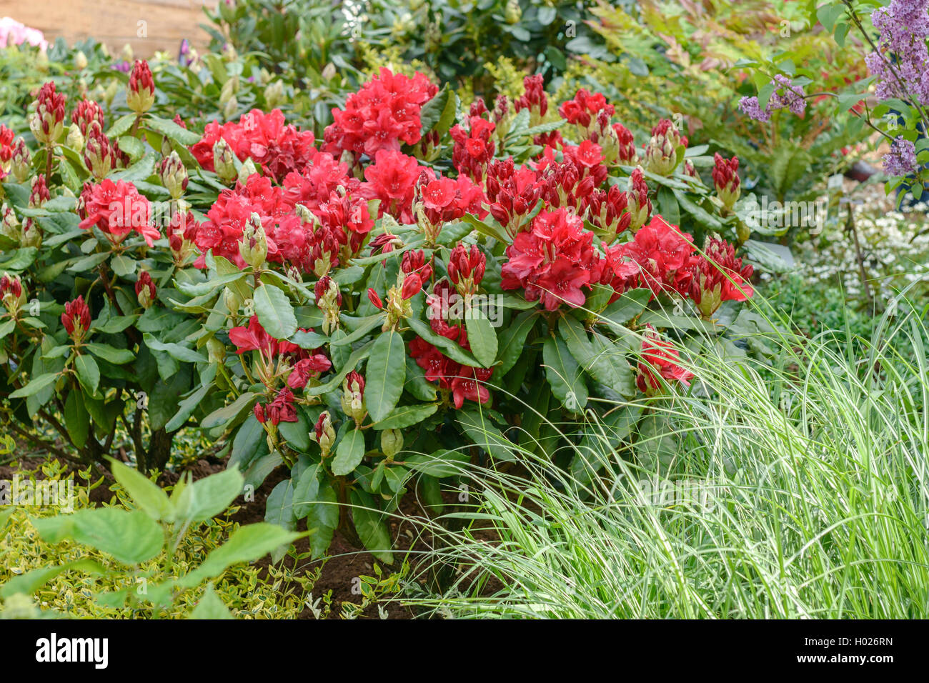 Catawba, Catawba rhododendron (Rhododendron catawbiense rose bay 'Nova Zembla', Rhododendron catawbiense Nova Zembla), le cultivar Nova Zembla Banque D'Images